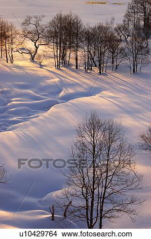 Picture - Sunrise over snow covered field and bare trees. Fotosearch