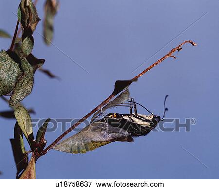 Swallowtail Butterfly emerging from its cocoon View Large Photo Image Stock Photo - Swallowtail Butterfly emerging from its cocoon. Fotosearch