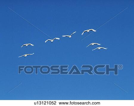 Stock Image - Swans flying in a clear blue sky. Fotosearch