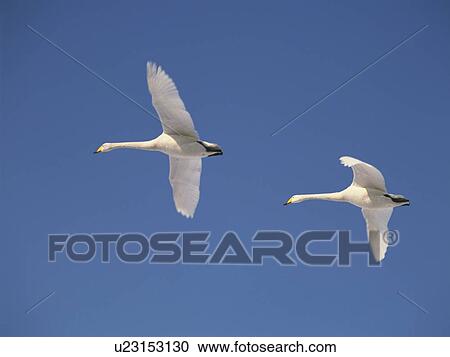 Swans flying in a clear blue sky View Large Photo Image Stock Image - Swans flying in a clear blue sky. Fotosearch