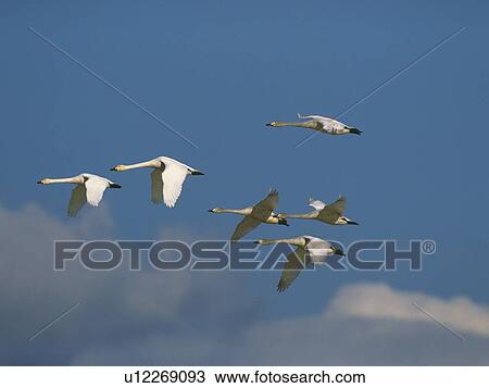 Stock Image - Swans flying in Teshikaga-Machi, Hokkaido, Japan. Fotosearch