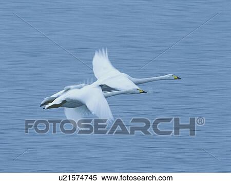 Swans flying over a lake, Miyagi Prefecture, Japan View Large Photo Image Stock Photography - Swans flying over a lake, Miyagi Prefecture, Japan. Fotosearch