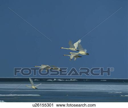 Swans flying over a winter lake, Shibetsu-Machi, Hokkaido, Japan View Large Photo Image Stock Image - Swans flying over a winter lake, Shibetsu-Machi, Hokkaido, Japan. Fotosearch