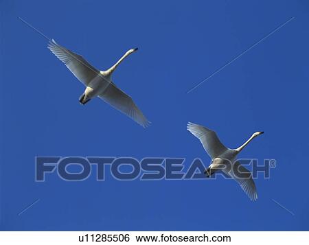 Swans flying through a clear blue sky View Large Photo Image Stock Photograph - Swans flying through a clear blue sky. Fotosearch