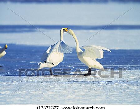 Stock Photo - Swans nuzzling each other on a frozen lake. Fotosearch