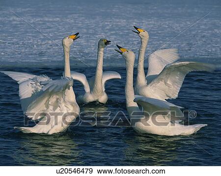 Swans performing a courtship dance on the Kussharo Lake, Teshikaga-Machi, Hokkaido, Japan View Large Photo Image Stock Photo - Swans performing a courtship dance on the Kussharo Lake, Teshikaga-Machi, Hokkaido, Japan. Fotosearch