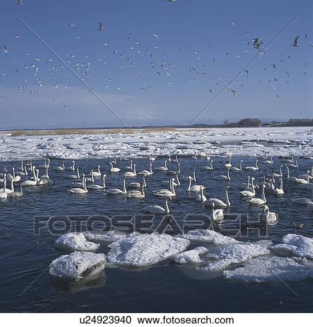 Swans swimming past ice on a lake in winter, Hokkaido, Japan View Large Photo Image Stock Image - Swans swimming past ice on a lake in winter, Hokkaido, Japan. Fotosearch