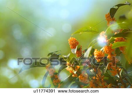 Stock Image - Sweet Olive. Fotosearch