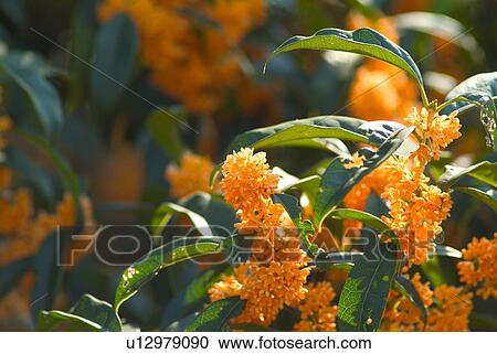Stock Image - Sweet Olive. Fotosearch