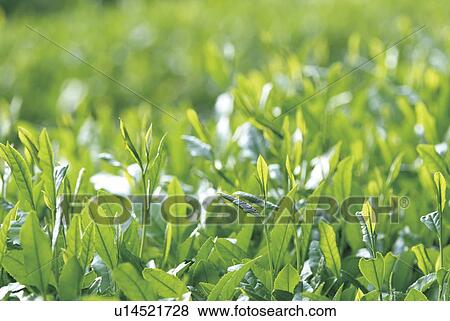 Tea garden View Large Photo Image Stock Photo - Tea garden. Fotosearch