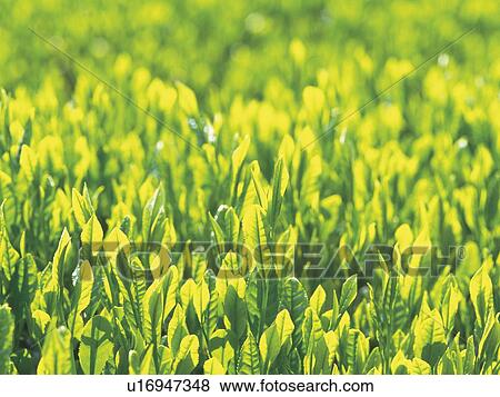 Stock Photo - Tea leaves growing in tea garden. Fotosearch