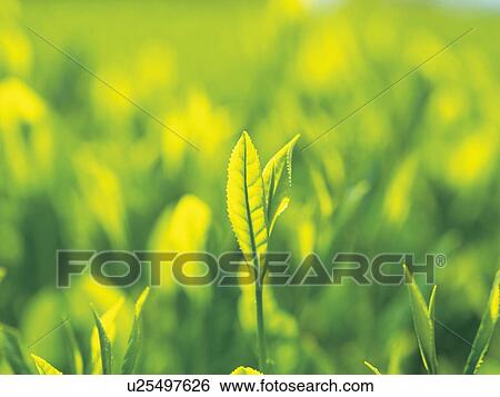 Stock Photograph - Tea leaves. Fotosearch