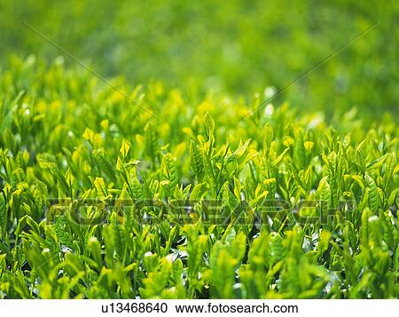 Stock Image - Tea sprouts. Fotosearch