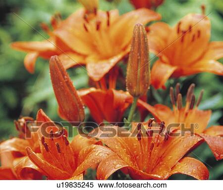 Thunberg Lily, Kusatsu, Shiga Prefecture, Japan View Large Photo Image Stock Photography - Thunberg Lily, Kusatsu, Shiga Prefecture, Japan. Fotosearch