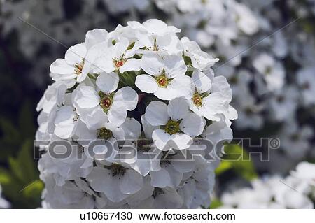Stock Image - Thunberg's meadowsweet. Fotosearch