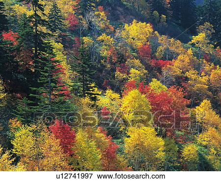 Stock Photo - Tree covered hillside in Autumn foliage, Kamifurano-machi, Hokkaido, Japan. Fotosearch