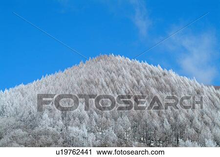 Stock Image - Tree covered mountain. Fotosearch