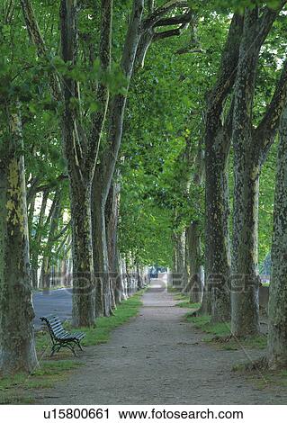 Tree Lined footpath View Large Photo Image Stock Image - Tree Lined footpath. Fotosearch