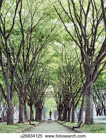 Stock Photography - Tree Lined footpath. Fotosearch