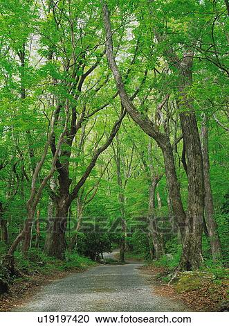 Tree-Lined forest path View Large Photo Image Stock Image - Tree-Lined forest path. Fotosearch