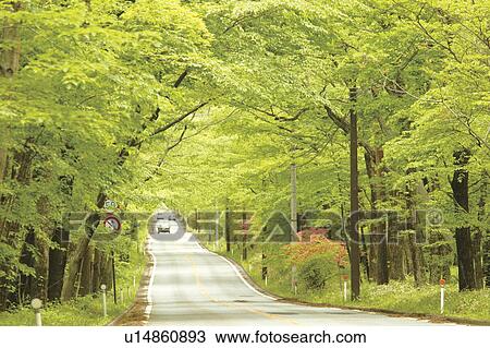Tree lined road in Nasu, Tochigi Prefecture, Japan View Large Photo Image Stock Image - Tree lined road in Nasu, Tochigi Prefecture, Japan. Fotosearch