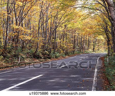 Stock Photograph - Tree lined road in Towada, Aomori Prefecture, Japan. Fotosearch