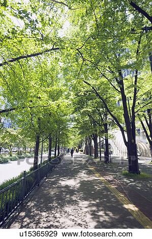 Tree-lined street in Umeda, Kita-Ku, Osaka, Japan View Large Photo Image Stock Photo - Tree-lined street in Umeda, Kita-Ku, Osaka, Japan. Fotosearch
