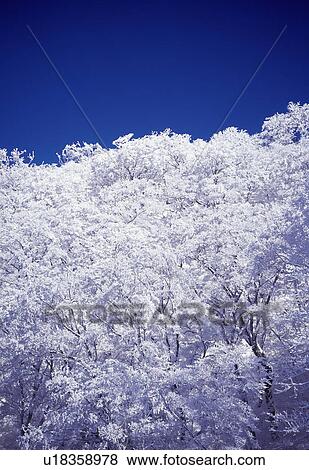 Stock Photo - Trees covered in frost under a vivid blue sky. Fotosearch