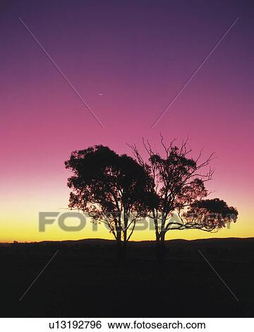 Trees silhouetted against a purple sky at sunset, Australia View Large Photo Image Stock Photograph - Trees silhouetted against a purple sky at sunset, Australia. Fotosearch