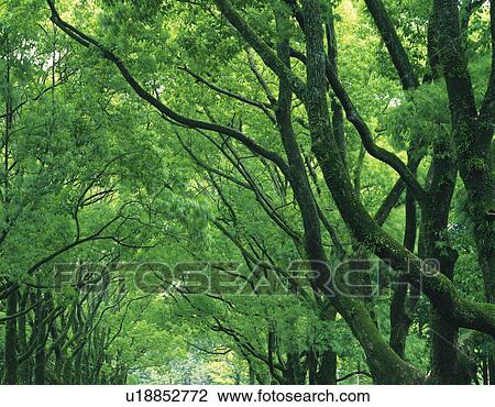 Trees View Large Photo Image Stock Image - Trees. Fotosearch