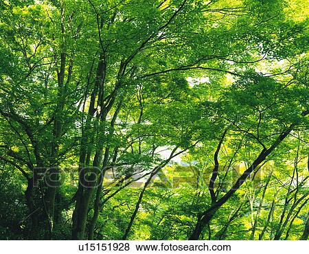 Trees View Large Photo Image Stock Photo - Trees. Fotosearch
