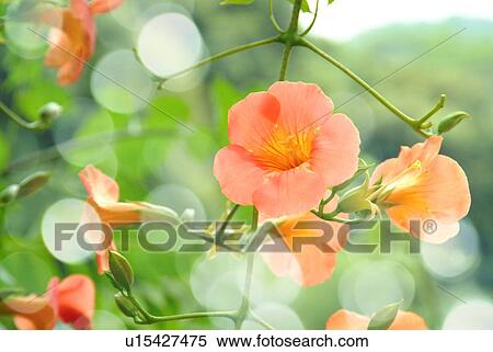 Trumpet creeper View Large Photo Image Stock Photography - Trumpet creeper. Fotosearch