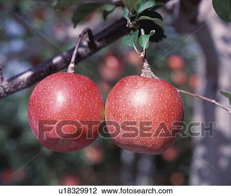 Stock Image - Two red apples growing on a branch, Hirosaki, Aomori Prefecture, Japan. Fotosearch