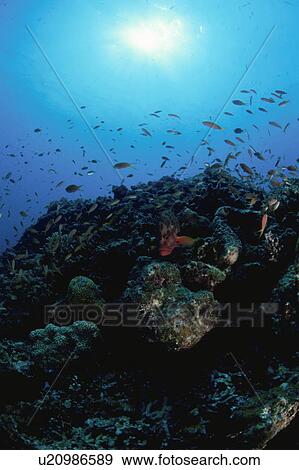 Stock Photo - Underwater scene of a reef surrounded by crimson sea bream, Iriomote Island, Yaeyama, Okinawa Prefecture, Japan. Fotosearch