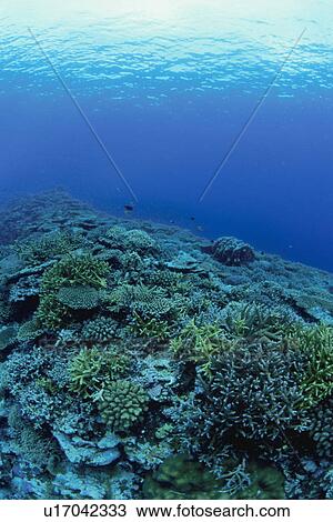 Underwater shot of a coral reef, Iriomote Island, Yaeyama, Okinaway Prefecture, Japan View Large Photo Image Stock Image - Underwater shot of a coral reef, Iriomote Island, Yaeyama, Okinaway Prefecture, Japan. Fotosearch