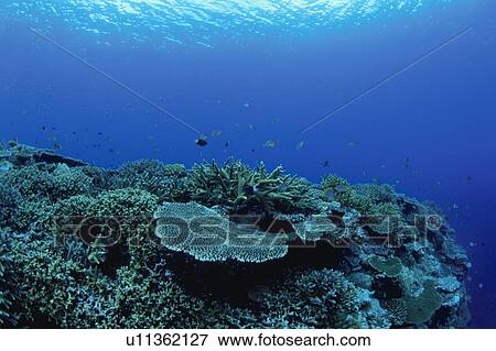 Underwater shot of a coral reef, Iriomote Island, Yaeyama, Okinaway Prefecture, Japan View Large Photo Image Stock Photo - Underwater shot of a coral reef, Iriomote Island, Yaeyama, Okinaway Prefecture, Japan. Fotosearch