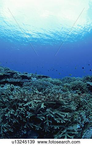 Stock Photo - Underwater shot of a coral reef, Iriomote Island, Yaeyama, Okinaway Prefecture, Japan. Fotosearch