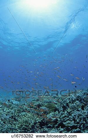 Underwater shot of a shoal of peach fairy basslet, Iriomote Island, Yaeyama, Okinaway Prefecture, Japan View Large Photo Image Stock Image - Underwater shot of a shoal of peach fairy basslet, Iriomote Island, Yaeyama, Okinaway Prefecture, Japan. Fotosearch