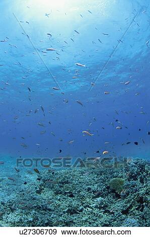 Underwater shot of a shoal of peach fairy basslet, Iriomote Island, Yaeyama, Okinaway Prefecture, Japan View Large Photo Image Stock Photo - Underwater shot of a shoal of peach fairy basslet, Iriomote Island, Yaeyama, Okinaway Prefecture, Japan. Fotosearch