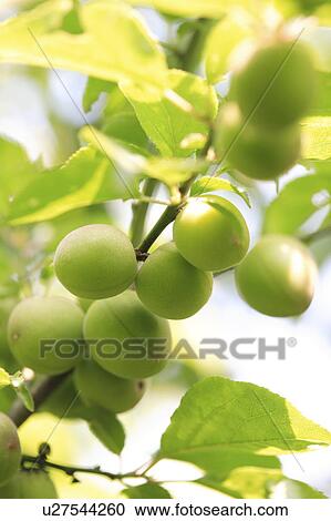 Unripe plums growing on a tree, Ome, Tokyo, Japan View Large Photo Image Stock Image - Unripe plums growing on a tree, Ome, Tokyo, Japan. Fotosearch