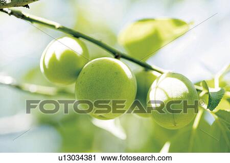 Unripe plums View Large Photo Image Stock Image - Unripe plums. Fotosearch