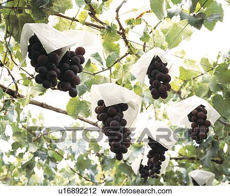 Stock Image - Vinegrapes. Fotosearch
