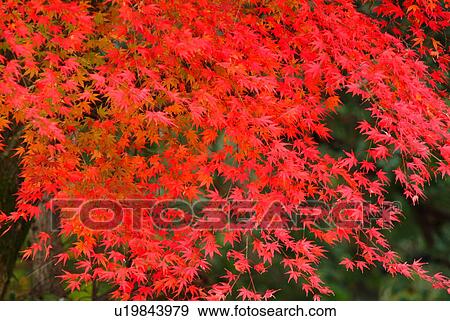 Stock Photo - Vivid red autumnal leaves, Otsu, Shiga Prefecture, Japan. Fotosearch