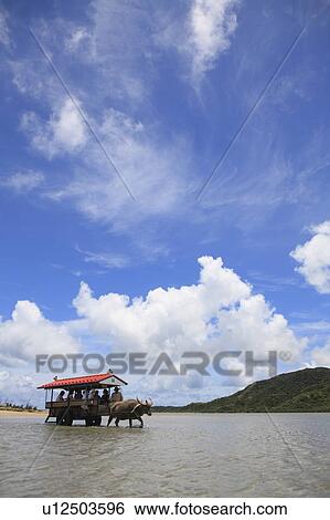Water buffalo pulling a cart through the sea, Iriomote Island, Yaeyama, Okinaway Prefecture, Japan View Large Photo Image Stock Photograph - Water buffalo pulling a cart through the sea, Iriomote Island, Yaeyama, Okinaway Prefecture, Japan. Fotosearch