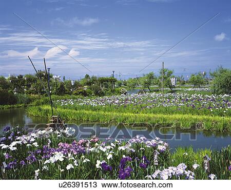 Stock Image - Water garden and purple flowers, Katori, Chiba Prefecture, Japan. Fotosearch