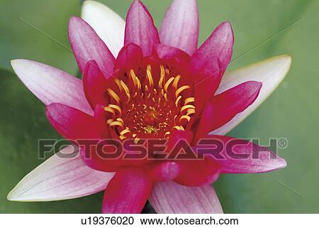 Stock Image - Water lily, Otsu, Shiga Prefecture, Japan. Fotosearch
