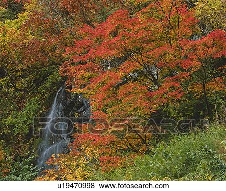 Stock Photo - Waterfall surrounded by autumn leaves. Fotosearch