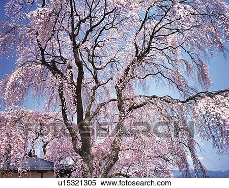 Stock Photography - Weeping cherry tree. Fotosearch