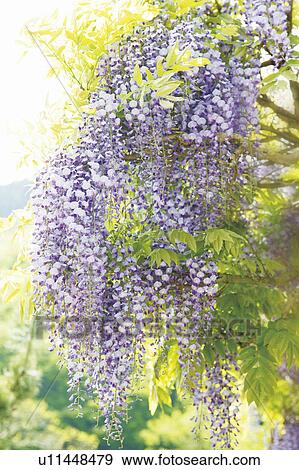 Stock Photo - Westeria flowers. Fotosearch