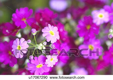 Western Primrose View Large Photo Image Stock Image - Western Primrose. Fotosearch